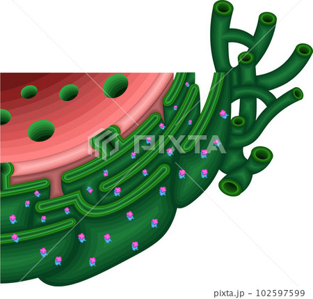 細胞　小胞体　構造　イラスト 102597599