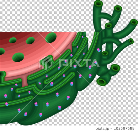細胞　小胞体　構造　イラスト 102597599