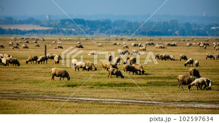 Sheep grazing on Norman meadows on summer day 102597634
