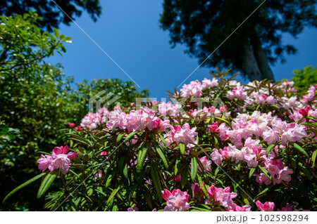 山のホテル　庭園に咲くしゃくなげの花・箱根（神奈川県） 102598294