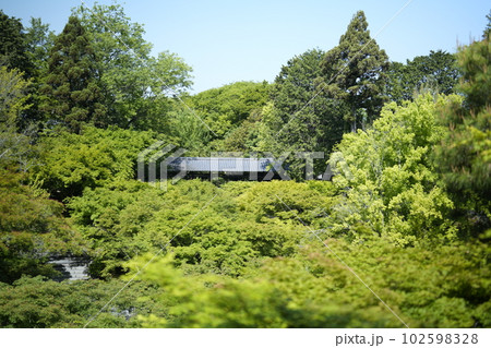 京都 東福寺 庭園 青紅葉 京都 東福寺 庭園 青紅葉 102598328