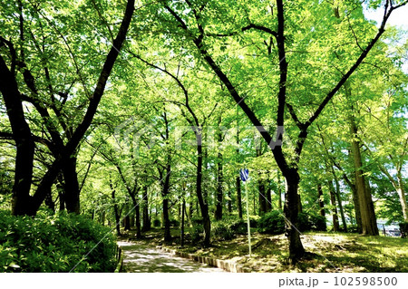 大川沿い毛馬桜之宮公園の舗道脇の樹々が朝の陽を受けて美しい風景 大阪市都島区 大川沿い毛馬桜之宮公園の舗道脇の樹々が朝の陽を受けて美しい風景 大阪市都島区 102598500