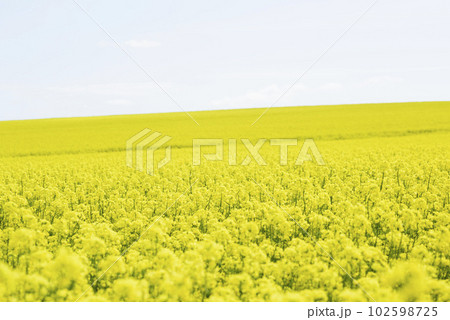 北海道　春の菜の花畑 102598725