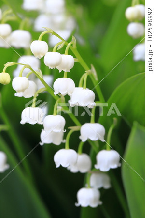 かわいい鈴蘭（スズラン）の花　 102598992