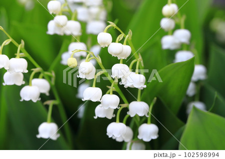 かわいい鈴蘭(スズラン)の花 かわいい鈴蘭(スズラン)の花 102598994