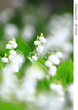 かわいい鈴蘭（スズラン）の花　 102599002