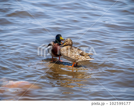 Pair of mallard staying on a stone in the middle of the river. Family of bird 102599177