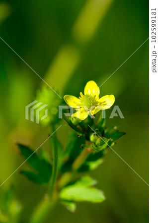 信濃川・やすらぎ堤の馬の脚形 (うまのあしがた) 102599181