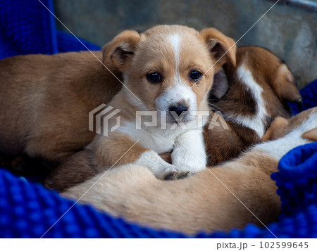 A flock of street puppies sleep on the together 102599645