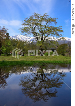 《長野県》春の白馬村風景 新緑の大出公園と残雪の白馬三山 《長野県》春の白馬村風景 新緑の大出公園と残雪の白馬三山 102599754