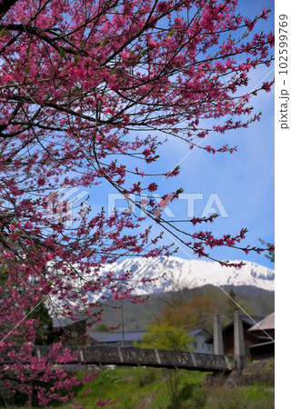 《長野県》春の白馬村風景　新緑の大出公園と残雪の白馬三山 102599769