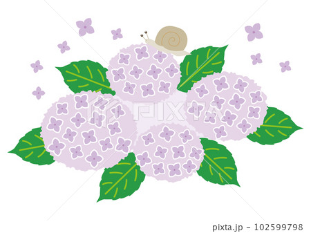 紫色の紫陽花とカタツムリ 紫色の紫陽花とカタツムリ 102599798