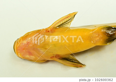 コウライギギを白バックで撮った 102600362