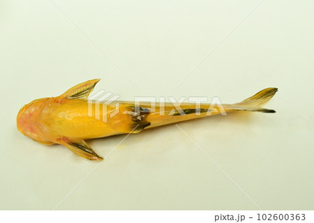 コウライギギを白バックで撮った 102600363