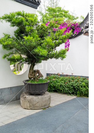 Bonsai trees against white wall with bougainvillea purple flowers in Yi Yuan Yuan Lin Bo Wu Guan Park, Chengdu, Sichuan province, China 102600366