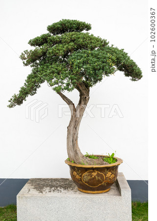 Bonsai tree against white wall in Yi Yuan Yuan Lin Bo Wu Guan Park, Chengdu, Sichuan province, China 102600367