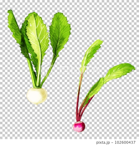 Hand-painted watercolor salad turnip illustration set (red turnip, white turnip) 102600437