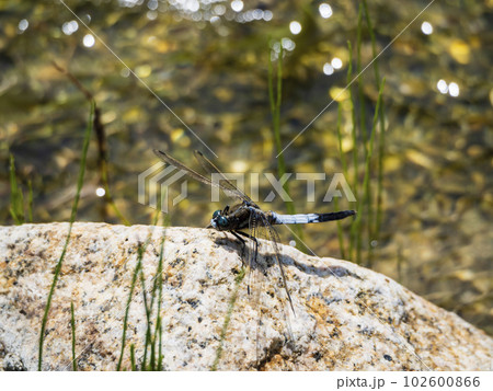 きれいな流れの側で翅を休めるシオカラトンボ 102600866