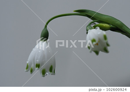 スノーフレークの花のアップ 102600924