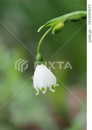 スノーフレークの花と水滴とつぼみ 102600925
