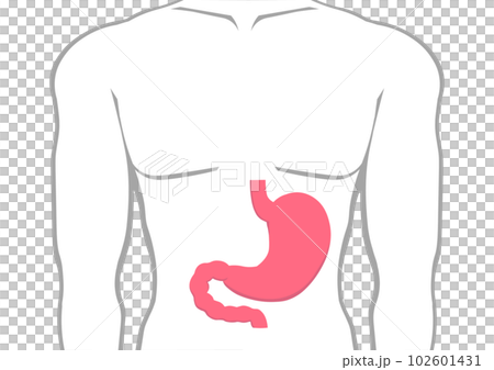 顯示人的胃部位置的插圖 顯示人的胃部位置的插圖 102601431