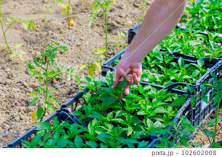 Pepper seedlings are checked for quality in greenhouse by farmer 102602008