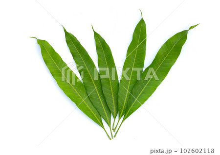 Mango leaves on white background. 102602118