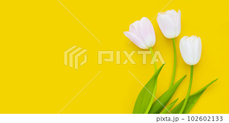 White pink tulips on yellow background. White pink tulips on yellow background. 102602133