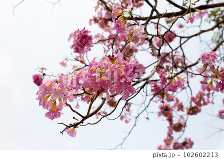 Trumpet Tree, Pink Poui, New World Trumpet, Rosy Trumpet Trumpet Tree, Pink Poui, New World Trumpet, Rosy Trumpet 102602213