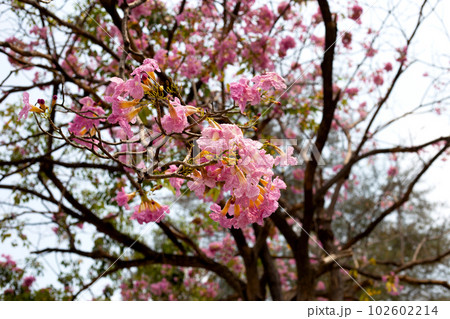Trumpet Tree, Pink Poui, New World Trumpet, Rosy Trumpet Trumpet Tree, Pink Poui, New World Trumpet, Rosy Trumpet 102602214