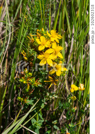 Hypericum flowers Hypericum perforatum or St Johns wort on the meadow , selective focus on some flowers Hypericum flowers Hypericum perforatum or St Johns wort on the meadow , selective focus on some flowers 102602318