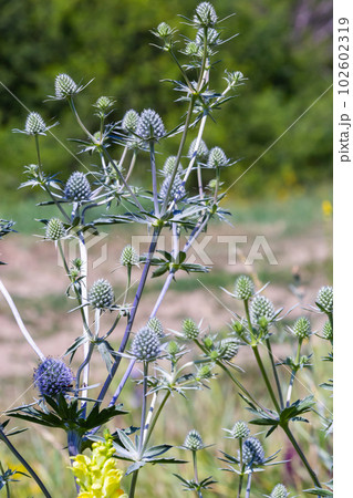 Eryngium Planum Or Blue Sea Holly - Flower Growing On Meadow. Wild Herb Plants Eryngium Planum Or Blue Sea Holly - Flower Growing On Meadow. Wild Herb Plants 102602319