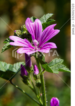Flower of garden tree-mallow with droplets of dew on the petals Lavatera thuringiaca Flower of garden tree-mallow with droplets of dew on the petals Lavatera thuringiaca 102602320