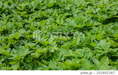 Green leaves for background, texture of nature. The concept of spring, environmental protection Green leaves for background, texture of nature. The concept of spring, environmental protection 102602367