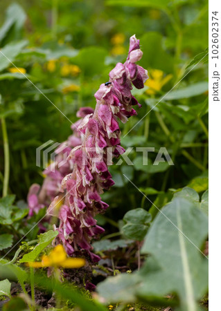 Lathraea squamaria plant is a parasite in the woods of Europe. Pink flowers of blooming common toothwort in the forest, parasitic plant growing on tree roots 102602374