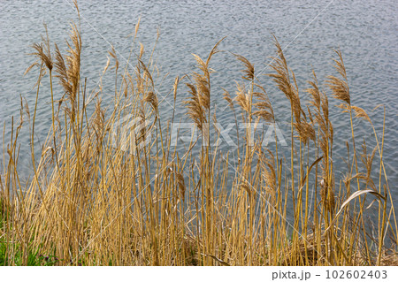 Common reed Phragmites australis. Thickets of fluffy dry trunks of common reed against the background of lake water. Up close Nature concept for design Common reed Phragmites australis. Thickets of fluffy dry trunks of common reed against the background of lake water. Up close Nature concept for design 102602403