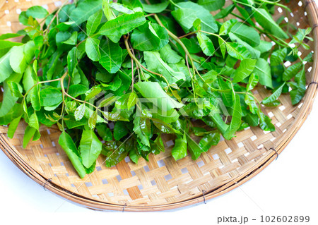 Brazilian peppertree leaves on white background. Brazilian peppertree leaves on white background. 102602899