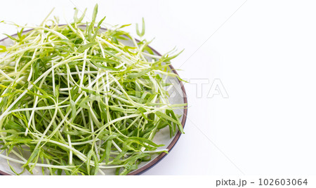 Water spinach sprouts. Organic vegetables 102603064