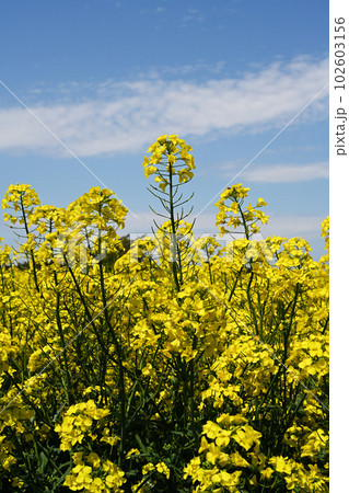 青空と雲と菜の花と 青空と雲と菜の花と 102603156