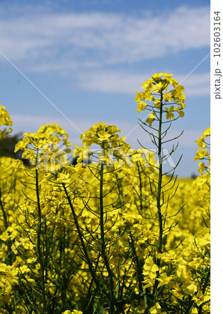 青空と雲と菜の花と 102603164