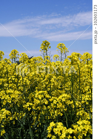 青空と雲と菜の花と 102603173