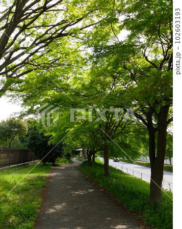 新緑の埼玉新座緑道 新緑の埼玉新座緑道 102603193