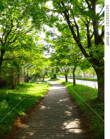 新緑の埼玉新座緑道 新緑の埼玉新座緑道 102603195