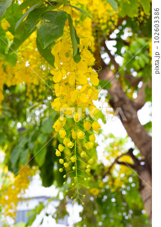 Cassia fistula flower on tree Cassia fistula flower on tree 102603386