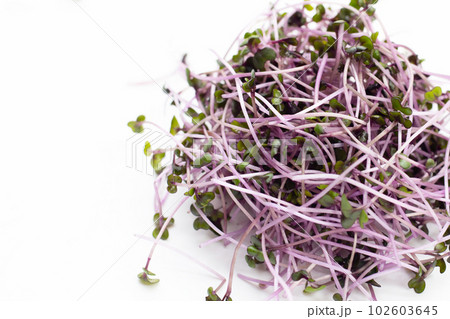 Organic red cabbage sprouts on white background. 102603645