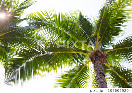 Coconut palm trees with blue sky 102603929