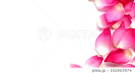 Frame made of pink lotus petals flower on white background. Frame made of pink lotus petals flower on white background. 102603974