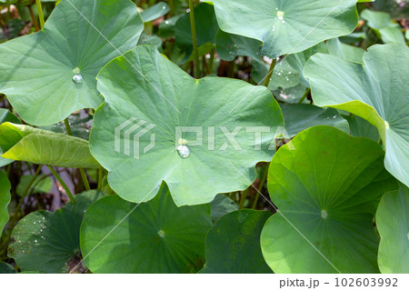 Green leaves of lotus flower 102603992