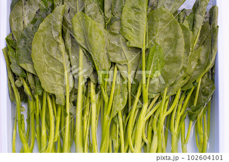 Collard greens soaked in water 102604101