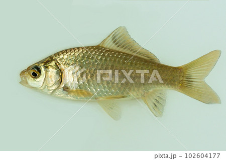 埼玉県の野池で釣ったマブナ(キンブナ) 埼玉県の野池で釣ったマブナ(キンブナ) 102604177